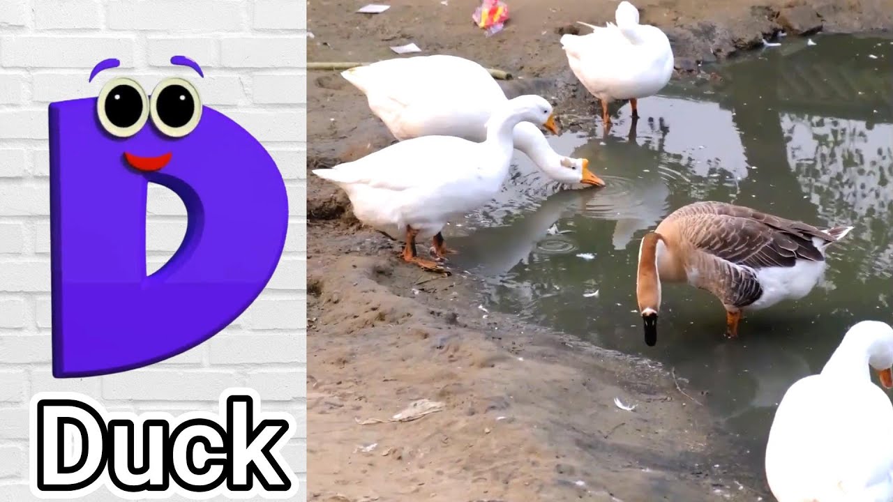 Birds ABC Song | Birds Alphabet Song for Kids | Phonics for Kids | Baby | Alphabet Letters