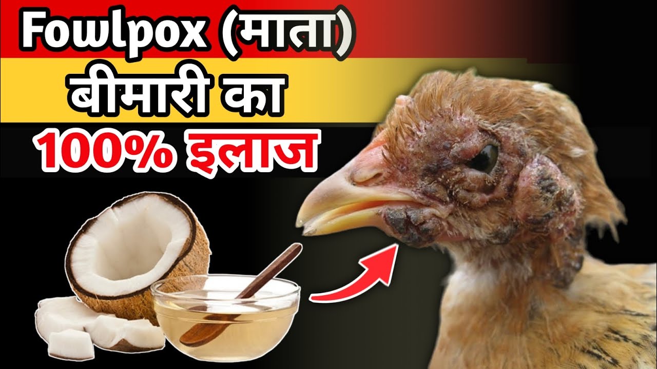 मुर्गी में 