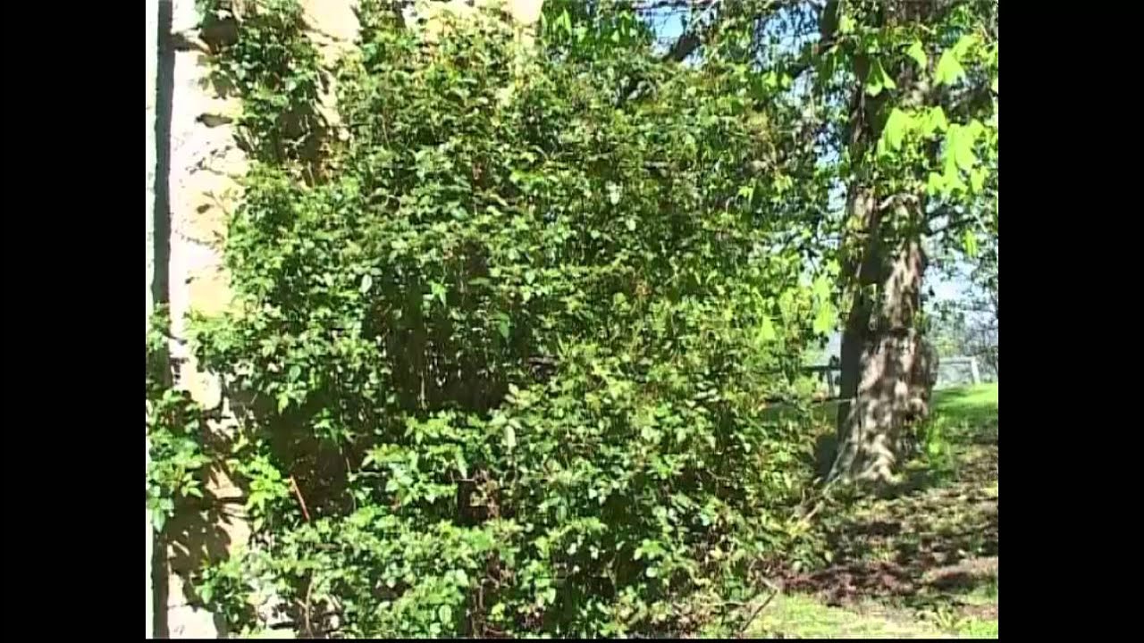Se gli elfi volessero fare un film - Scuola Primaria di Prunetto