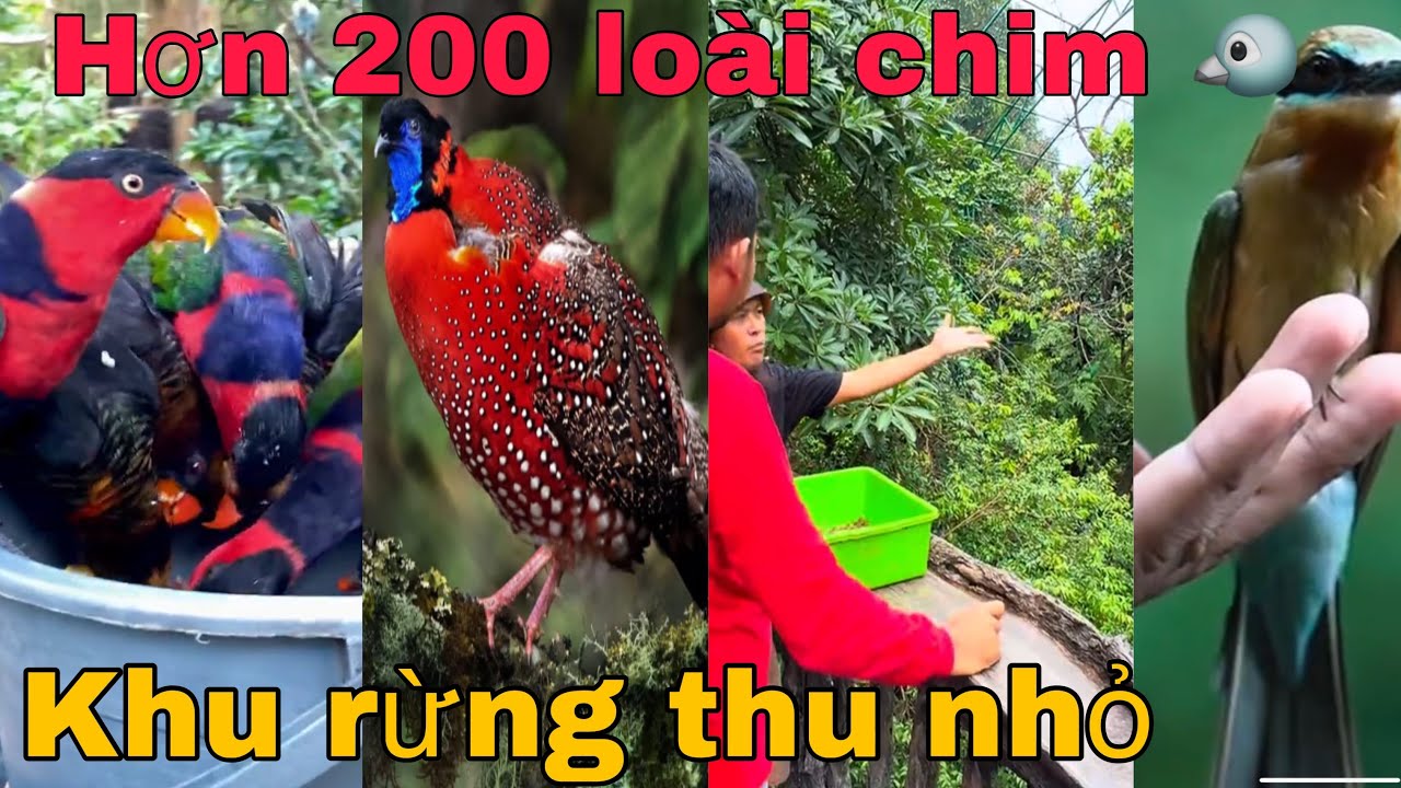 Đặt chân Vào aviary như một khu rừng thu nhỏ | gặp nhiều loài chim quý hiếm bên trong / aviary bird