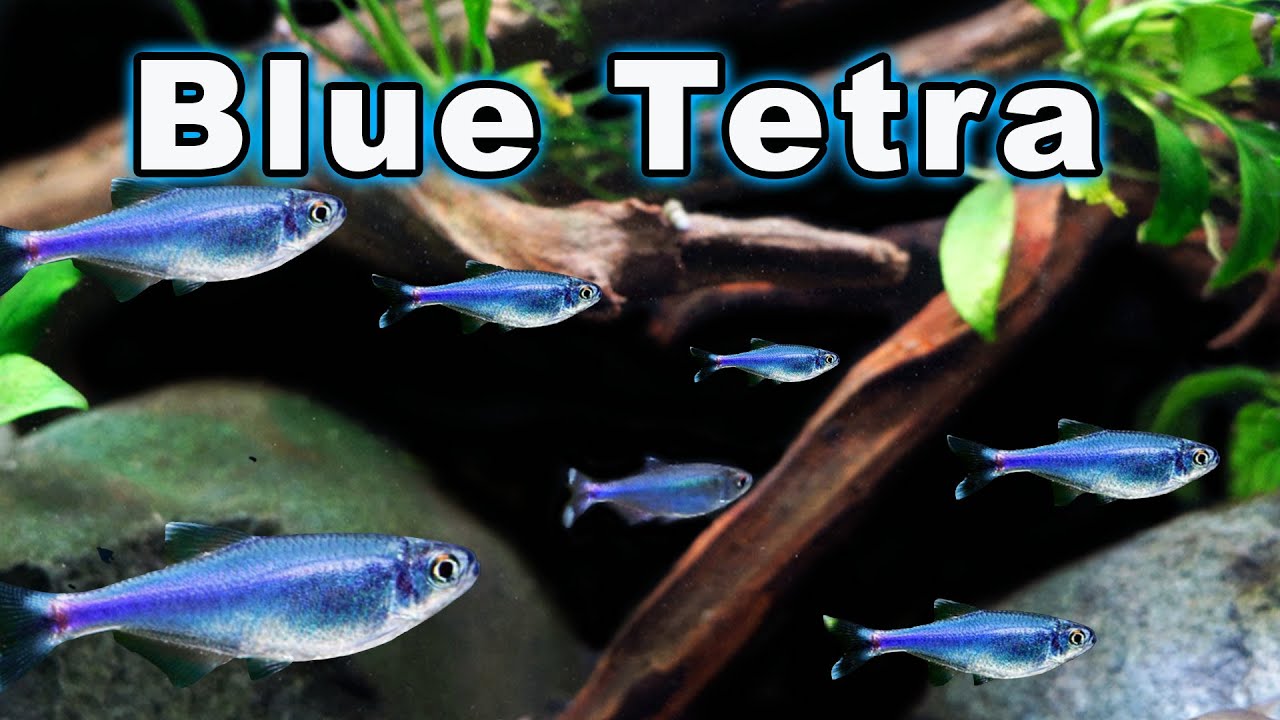 Blue Tetra Care and Breeding: Check Out This Active and Confident Tetra!