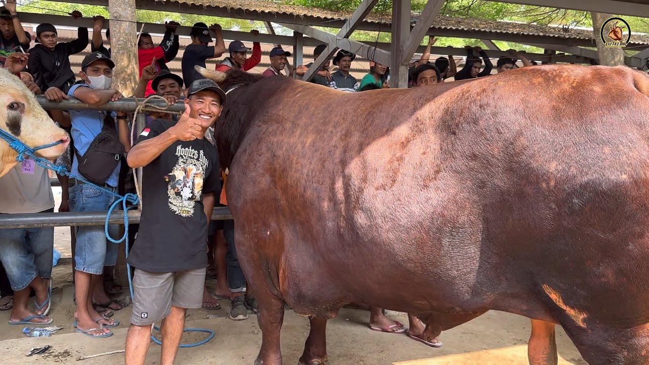 KEN AROK BIMA SAKTI TERBERAT... FULL PENIMBANGAN KELAS P3 KONTES SAPI APPSI TULUNGAGUNG‼️