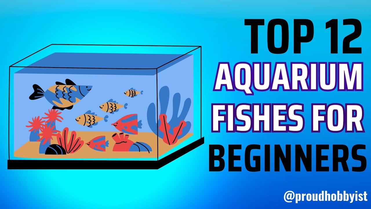 Best Aquarium Fishes For Beginners