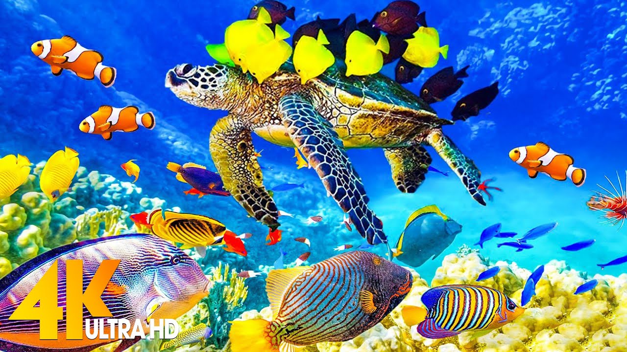 The Ocean 4K - Sea Animals for Relaxation, Beautiful Coral Reef Fish in the Ocean (4K ULTRA HD)