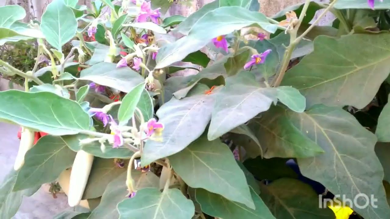 आज बहुत सारे बैगन अपनी छत से तोड़े l terrace gardening 
