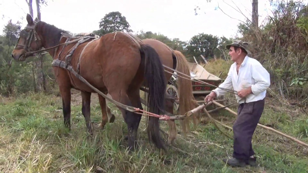 Arando com tração animal