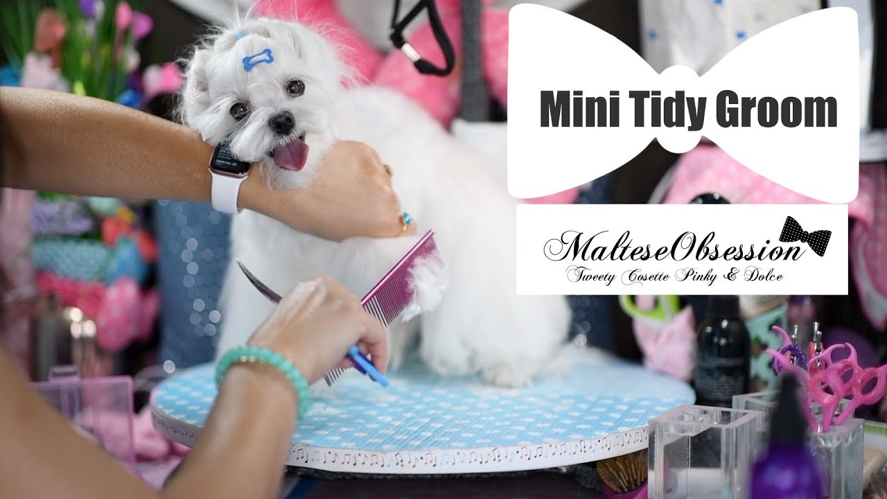 Cosette - Maltese Mini Tidy Grooming at Home  말티즈미용