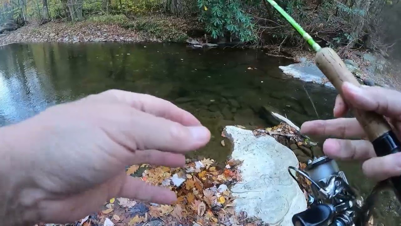 A lot of the creeks in southwest Virginia have wild rainbows that were borne in these creeks.