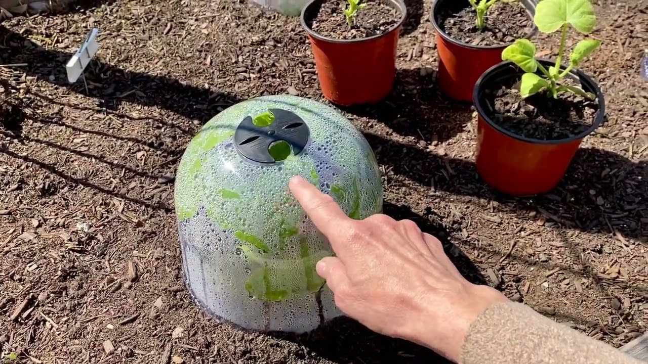 Garden Cloches