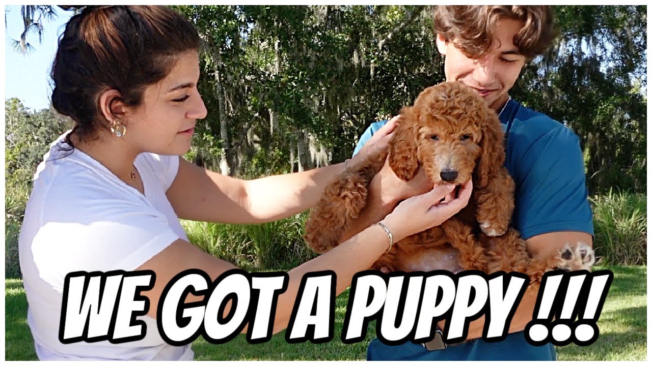 Surprising Our Dad with a Puppy for the second time .