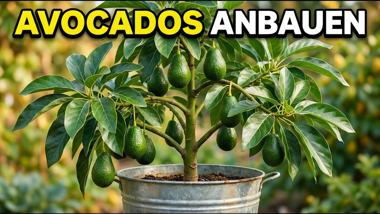 Die EINZIGE Methode, Avocados anzubauen, die wirklich funktioniert (Hör auf, Kerne zu verschwenden!)