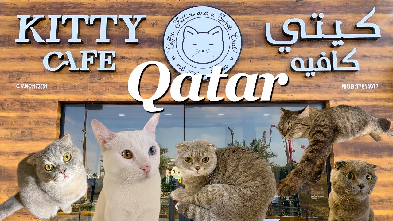 Qatar | First Cat Cafe in Doha !!