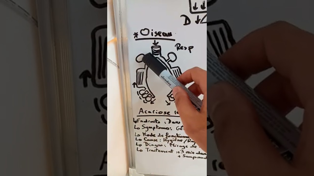La réspiration, et l'acariose réspiratoire chez les canaris/ chardonnerets (suivi élevage à la fin)