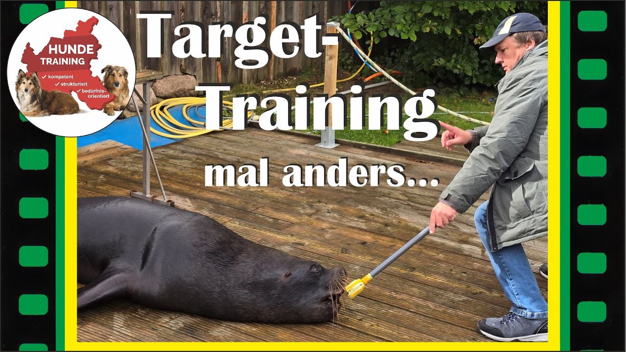 Mähnenrobbe trifft Hundetrainer: Target-Training mal anders...