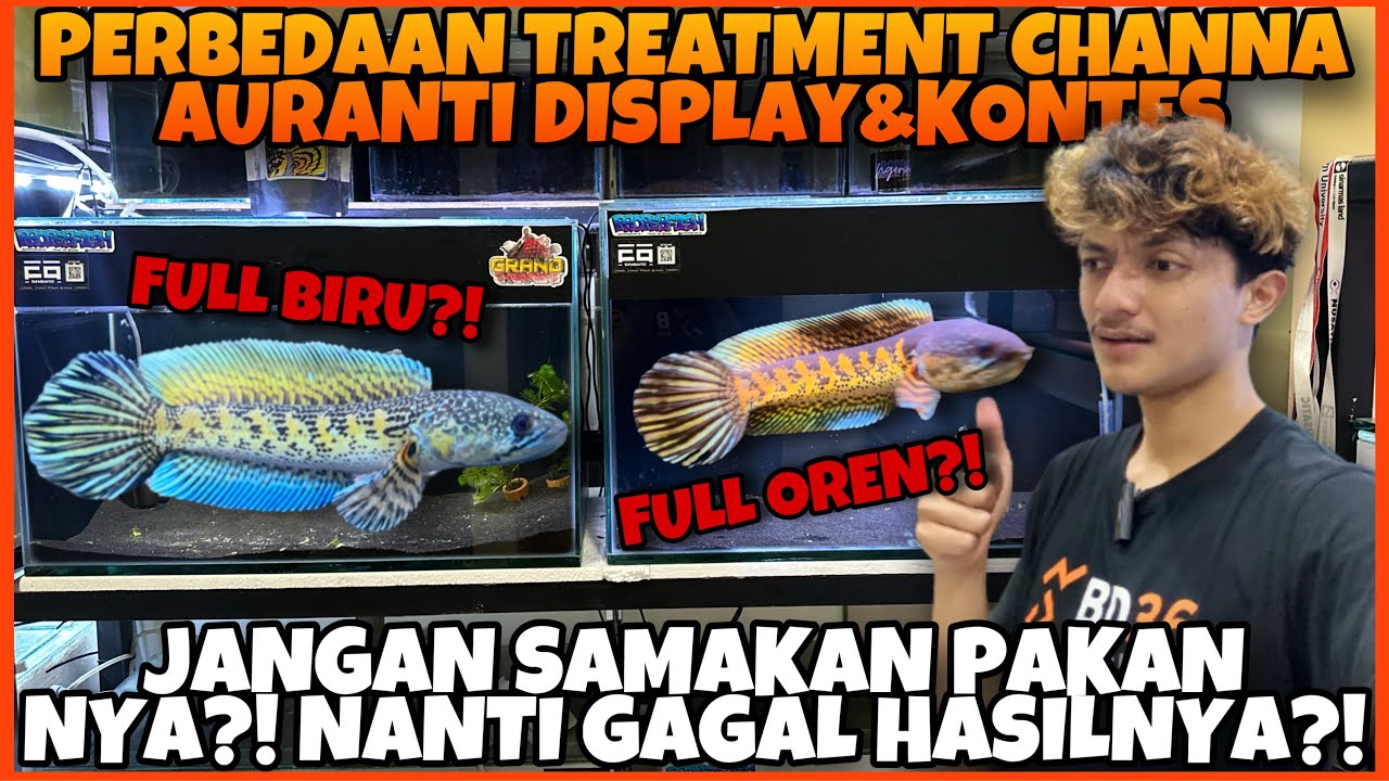 HATI-HATI !! JANGAN SAMAKAN PAKAN AURANTI DISPLAY & AURANTI KONTES NANTI GAGAL TREATMENT ?!