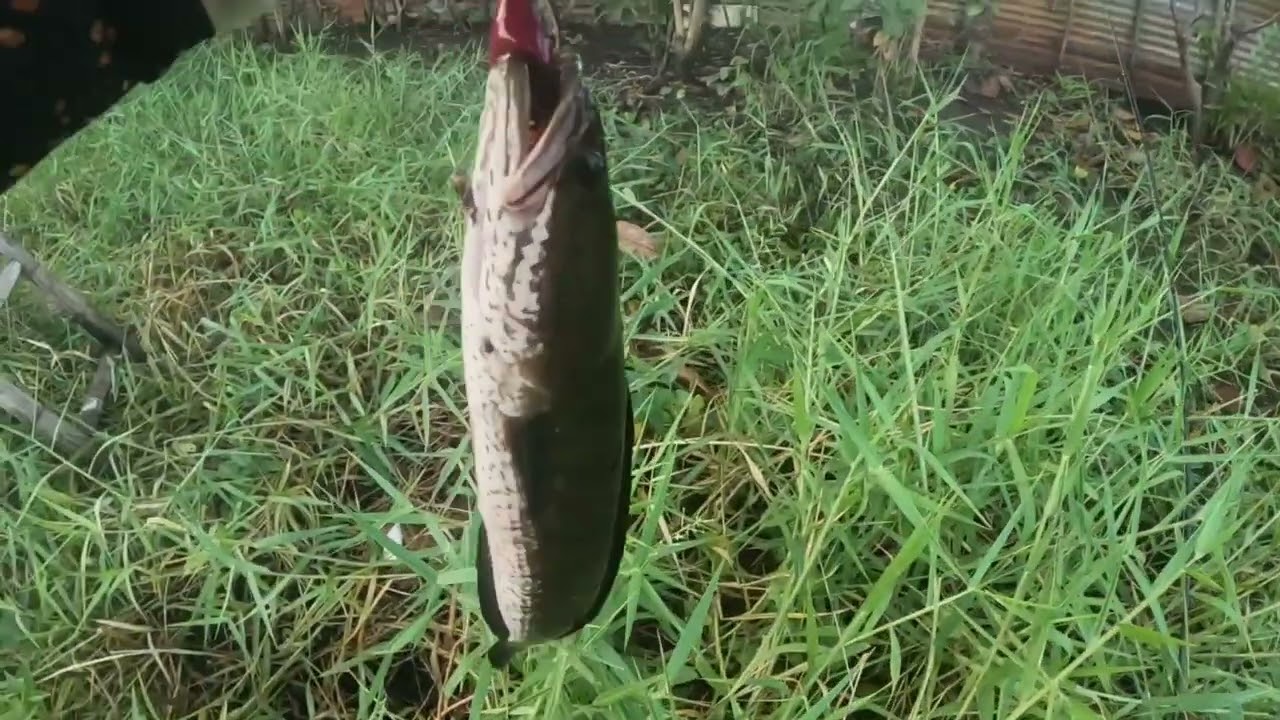hunting snakehead using monster lure, uno monster lure