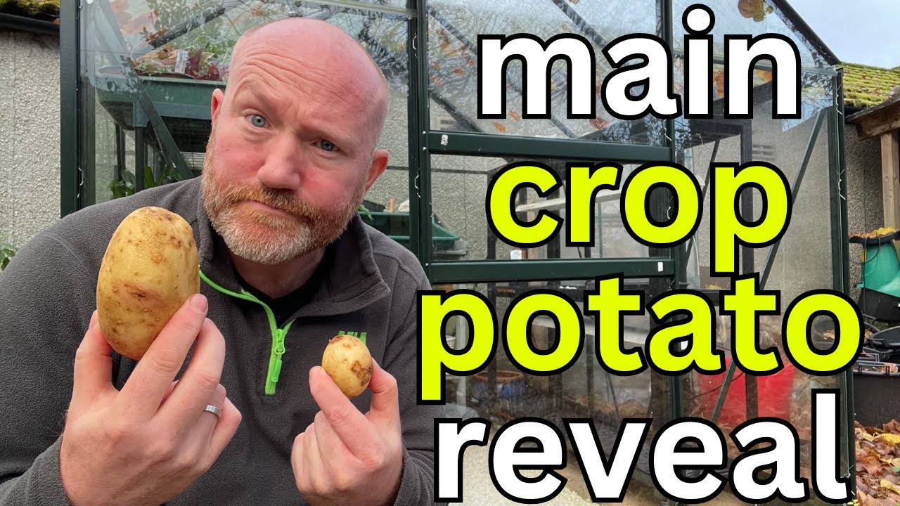 Main Crop Potato Reveal | King Edwards | Maris Piper | Potatoes In Containers