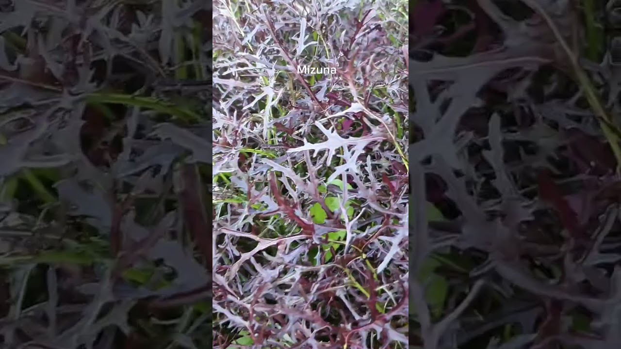 NZ Gardening - Autumn Quick Harvests - Kings Seeds