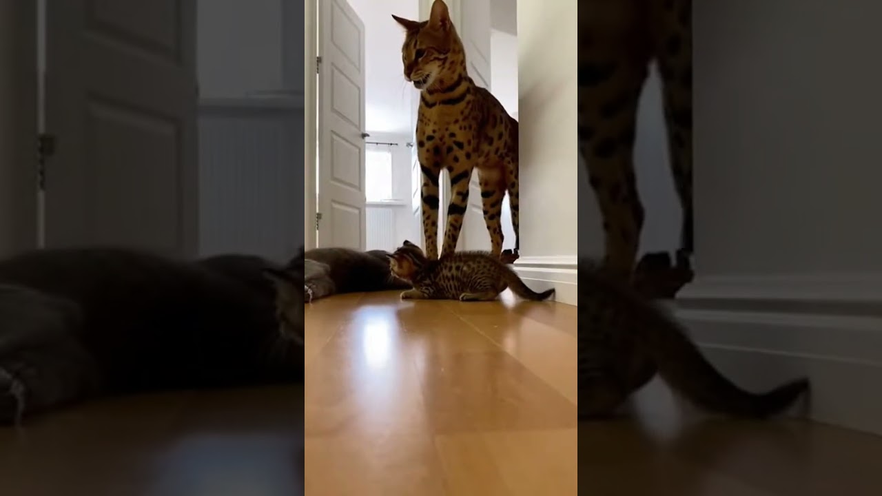 😱🐱 Mom Cat&rsquo;s Protective Instincts