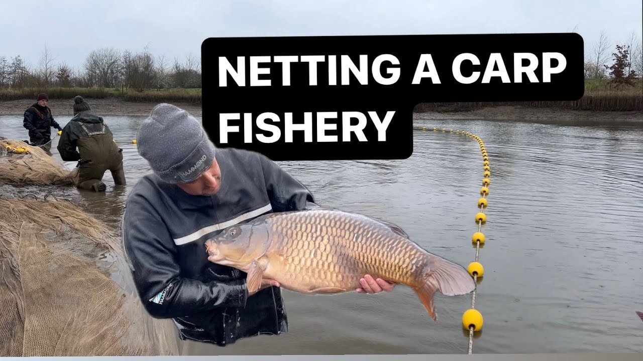 An ENTIRE carp fishery netted!! We caught some MONSTER fish....