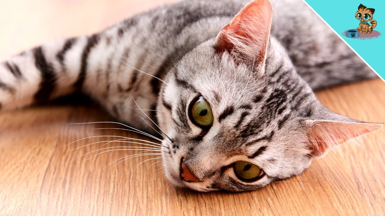 THIS Is Why Cats Drop To The Floor In Front Of You!