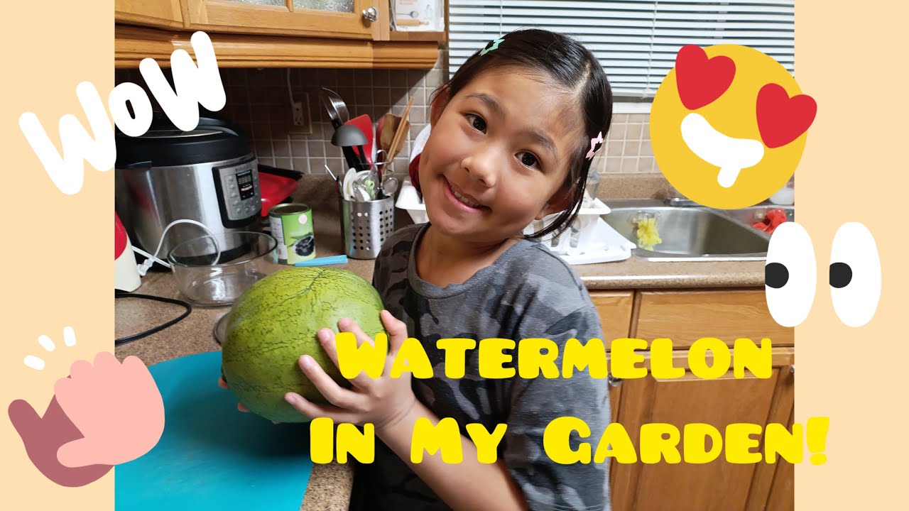 Grow A Garden In REAL LIFE - Picking Watermelon From My Garden!!