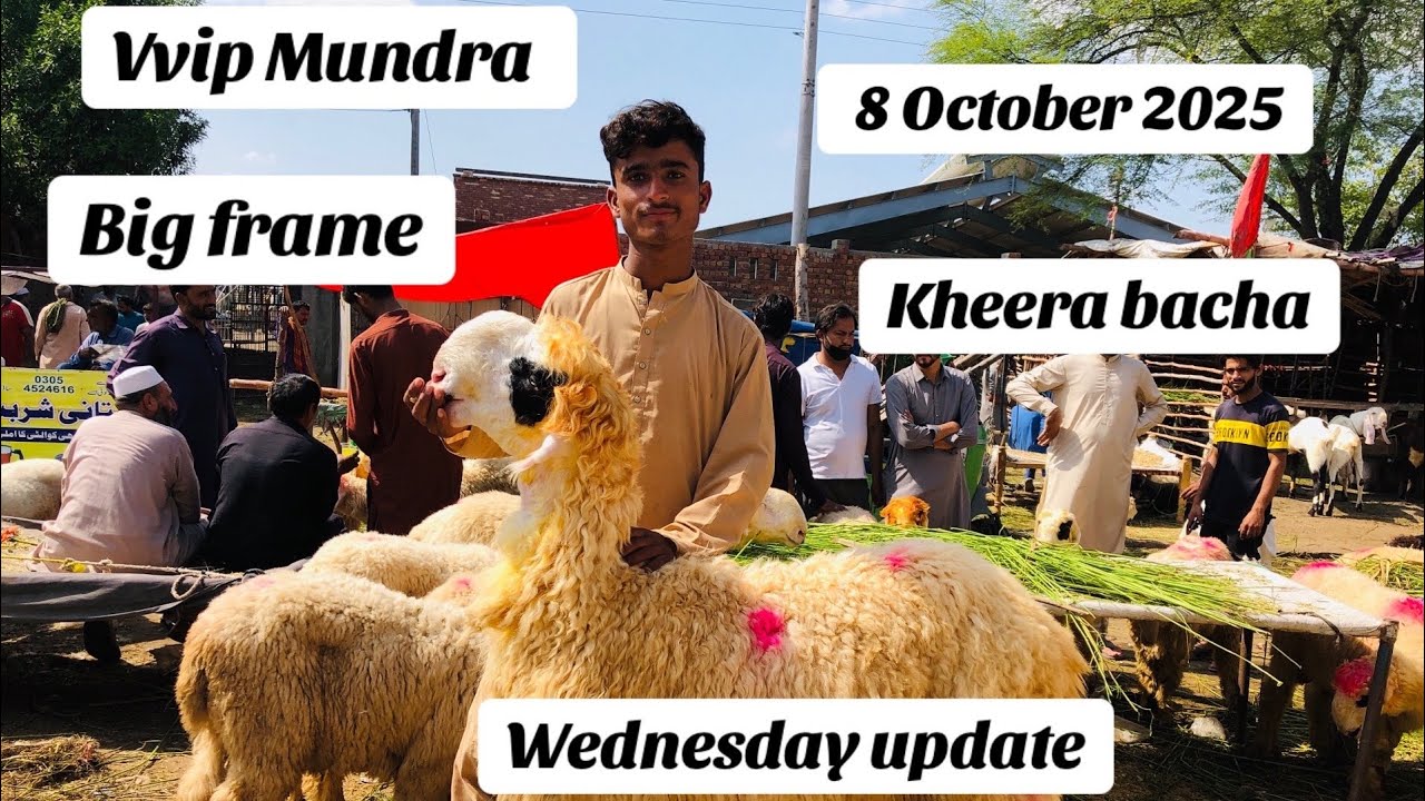 Vvip Mundra big frame kheera bacha Wednesday update Shahpur kanjra mandi HS GOAT FARM 🐏