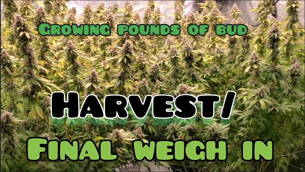 HARVEST AND FINAL WEIGH IN  for the FC-8000 Growing Pounds of bud series