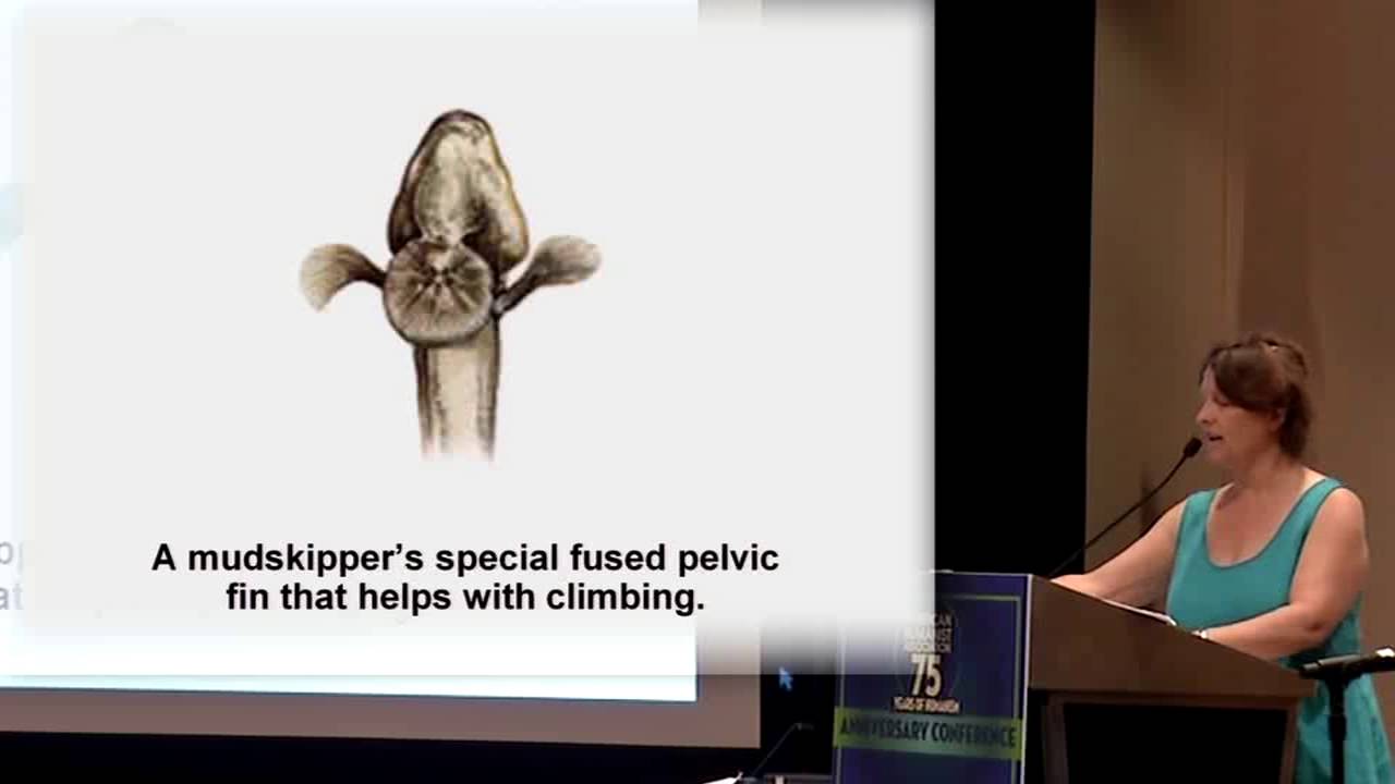 Abby Hafer: Animals That Shouldn’t Exist, According to Intelligent Design (AHA Conference 2016)