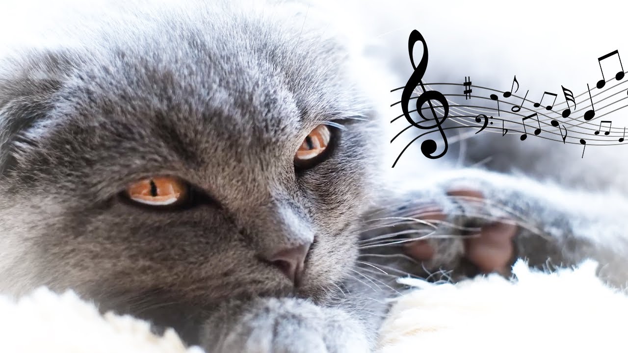 ♬ Music for Restless Cats ♬ 20 hours Stress Relief, Anxiety Relief, Relaxation Music
