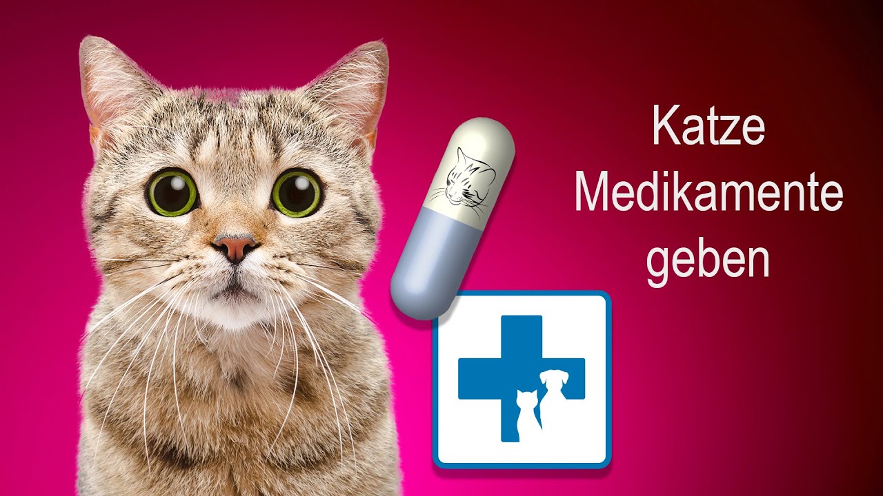Wie gebe ich meiner Katze Medikamente und Tabletten?