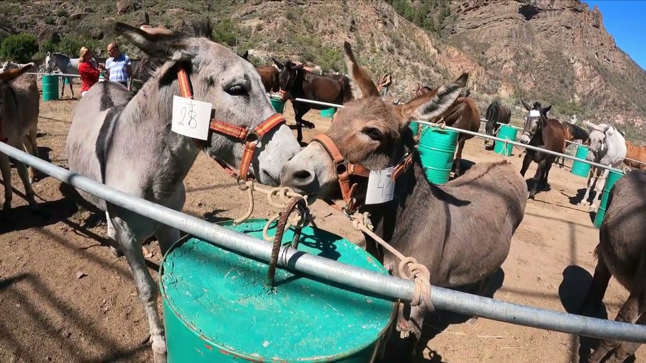 Culata de Tejeda  Año 2024  Feria del burro...