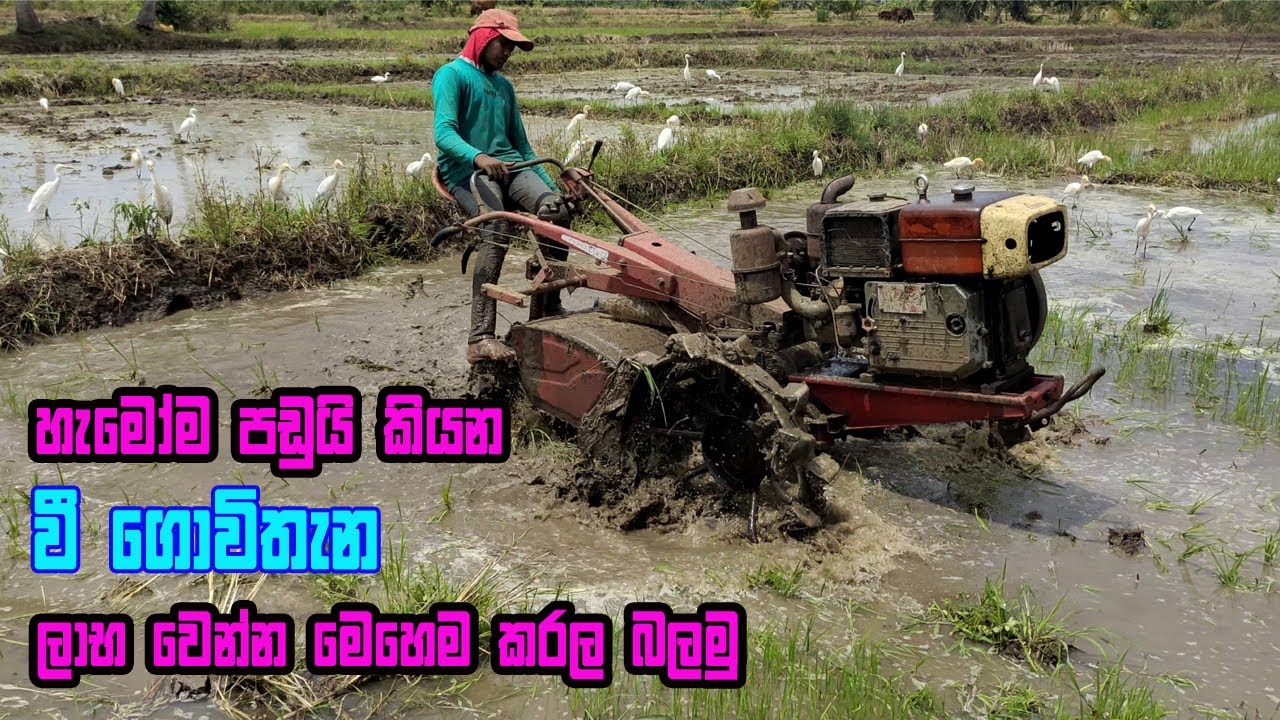 පාඩුයි කියන වී වගාවෙන් ලාභ ගන්නේ මෙහෙමයි l wee wagawa l see sama l sifang tractor sri lanka