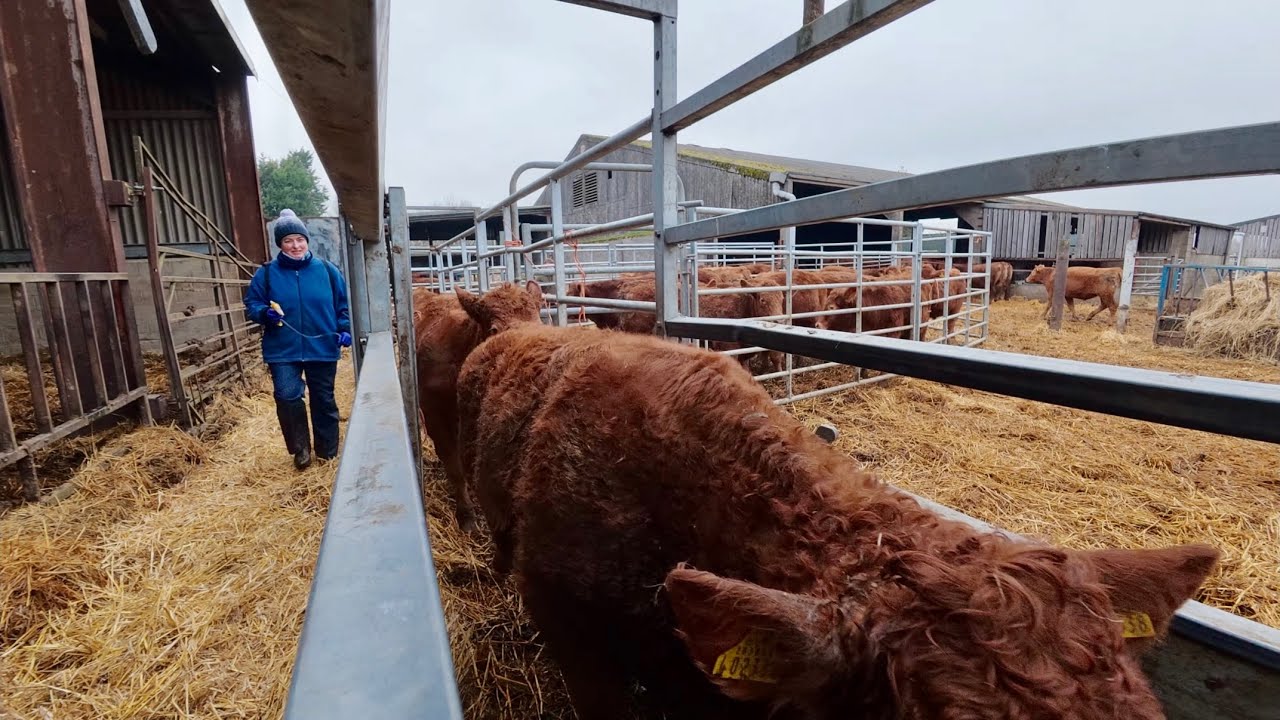 Скот в загоне, коровы упаковываются в мешки!