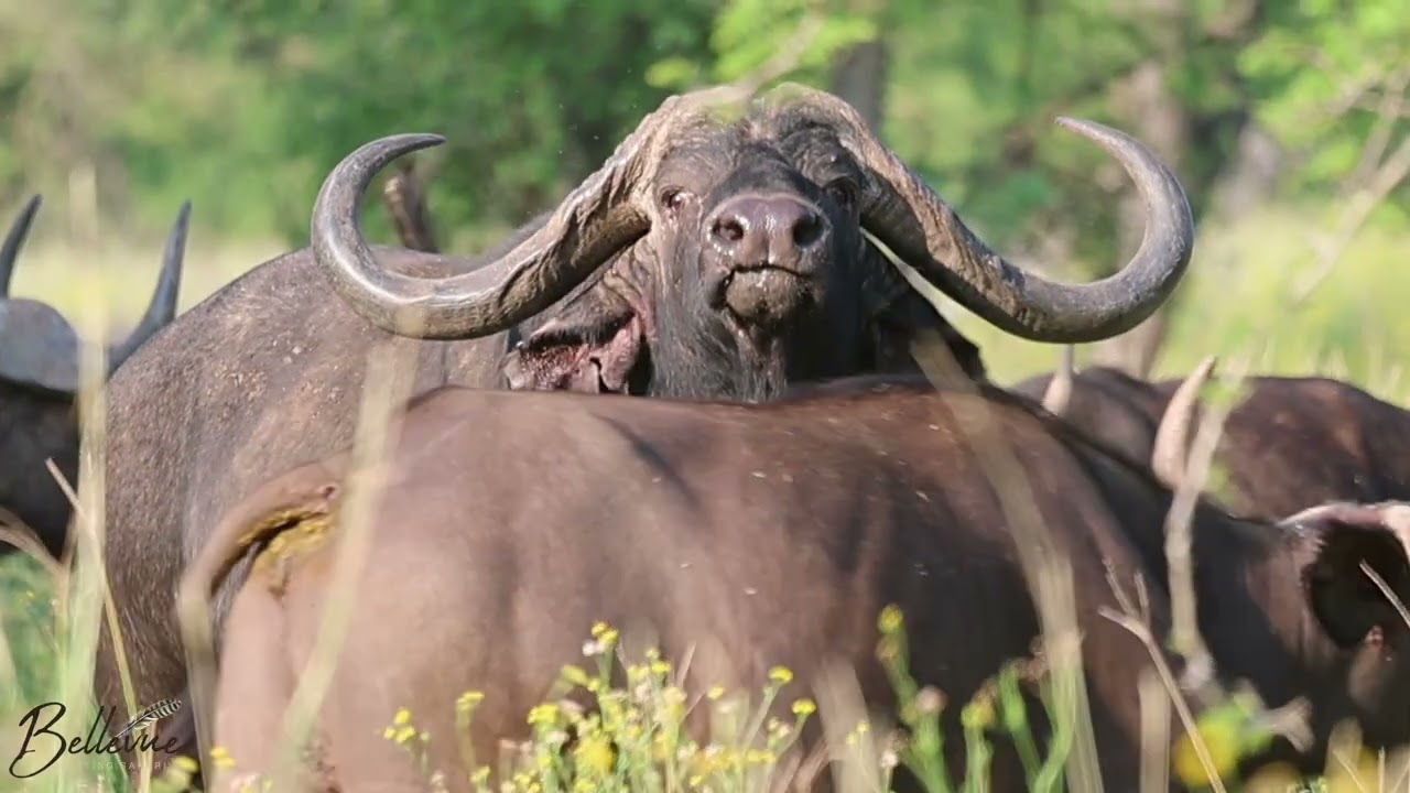 Luxury African Hunting Safari Experience |Bellevue Hunting Safaris Limpopo South Africa