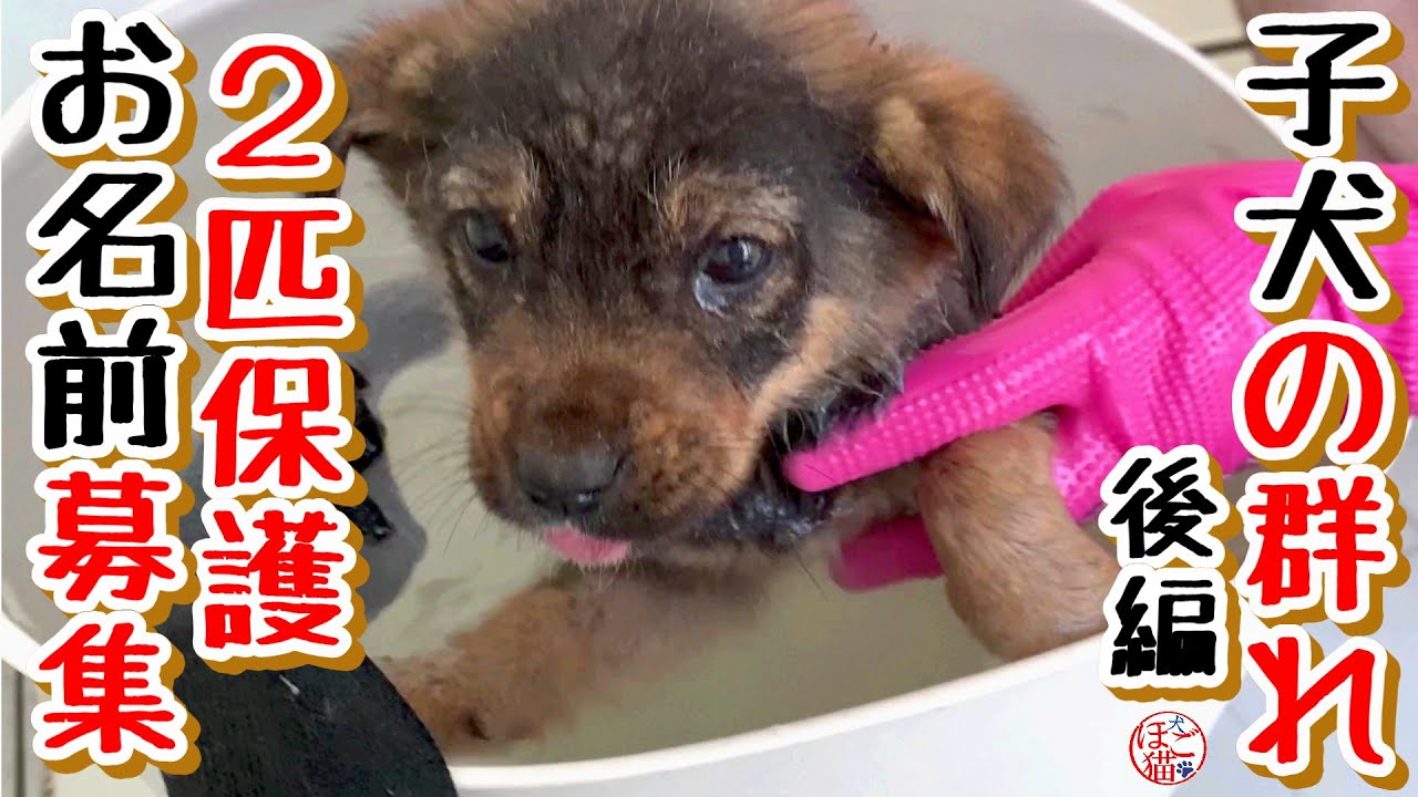 【子犬　野犬　2匹のお名前募集】子犬の群れの子２匹保護しました　後編
