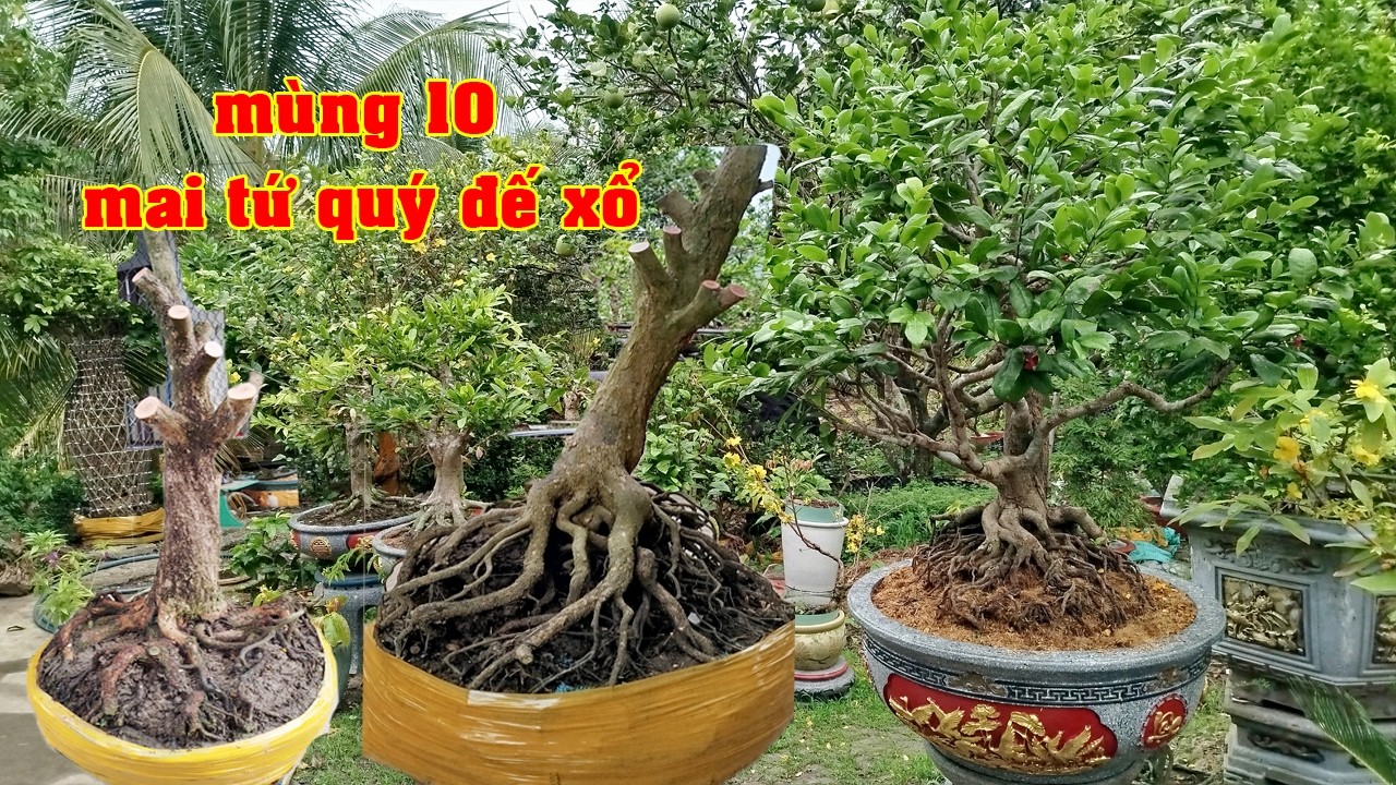 Phôi Mai Tứ Qúy Đế Xổ 0816653538 Tí  | Tứ Qúy Miệt Vườn