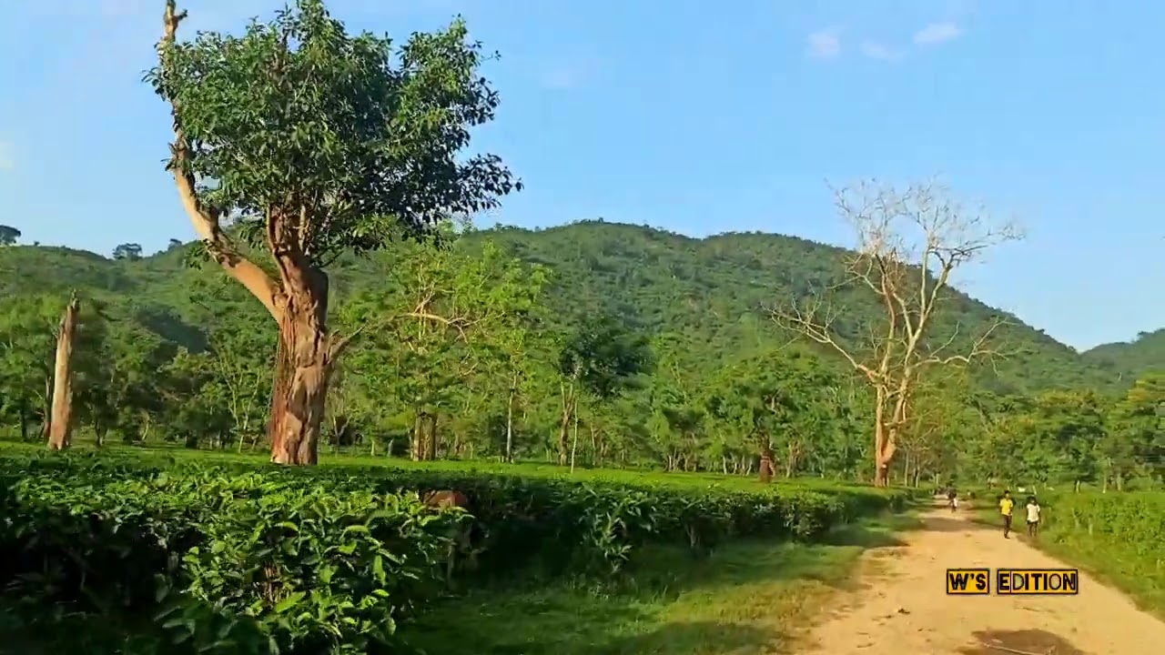 Assam tea garden - Assam tea estate - Tea from Assam , India #assam #tea  #india 