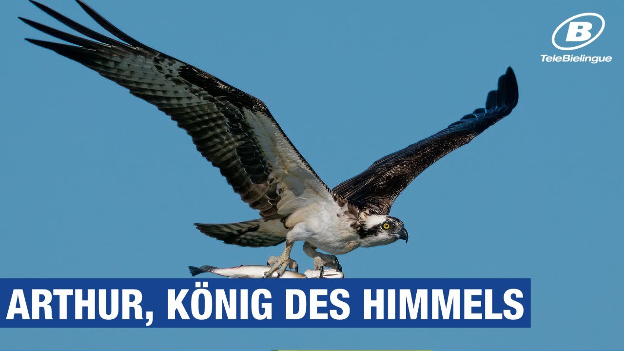 INFO: Arthur, K&ouml;nig des Himmels / TeleBielingue