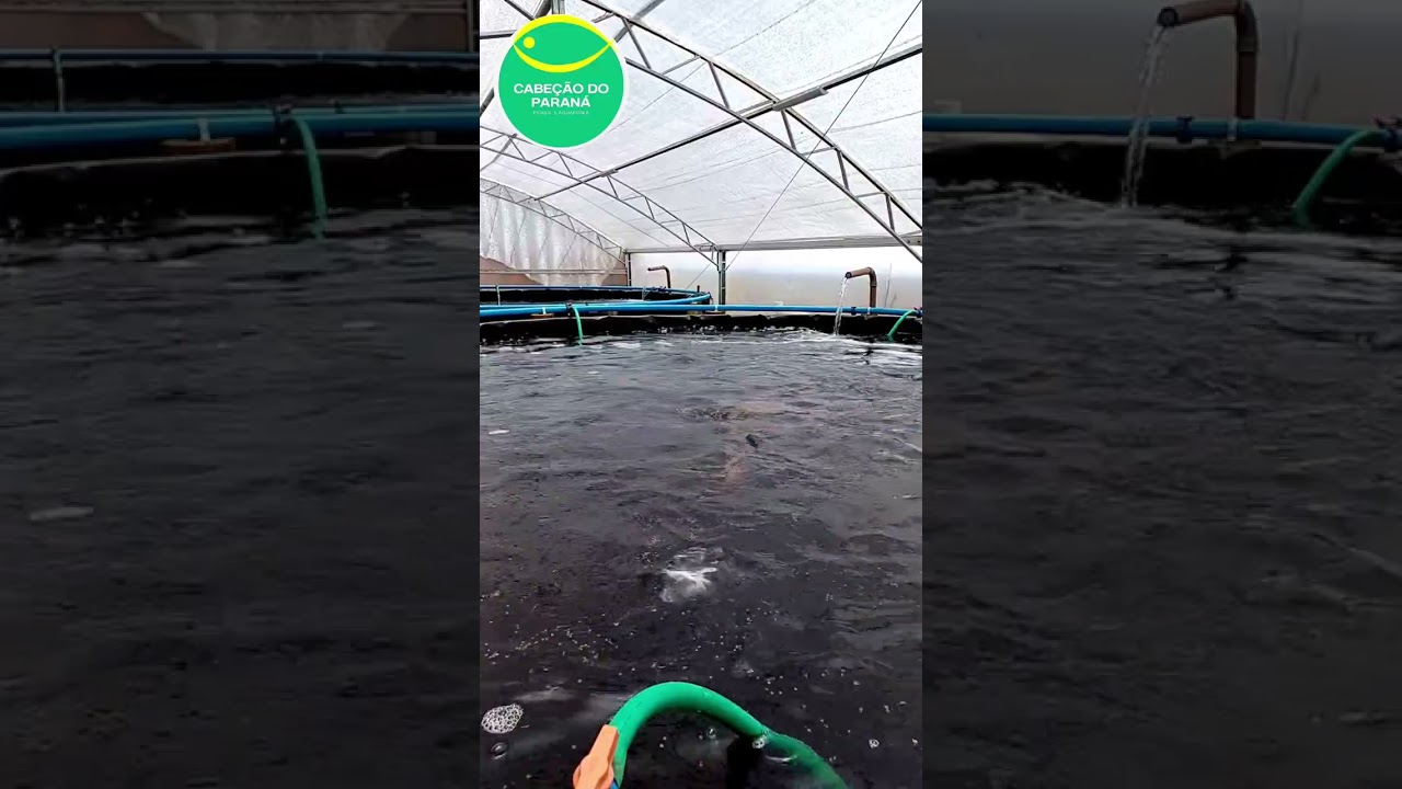 Til&aacute;pias Em Tanques Elevados