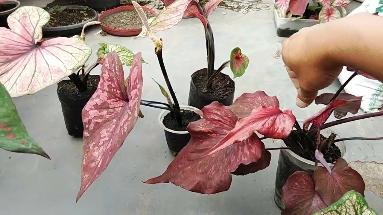 Pemberian Pupuk Pada Tanaman Keladi 