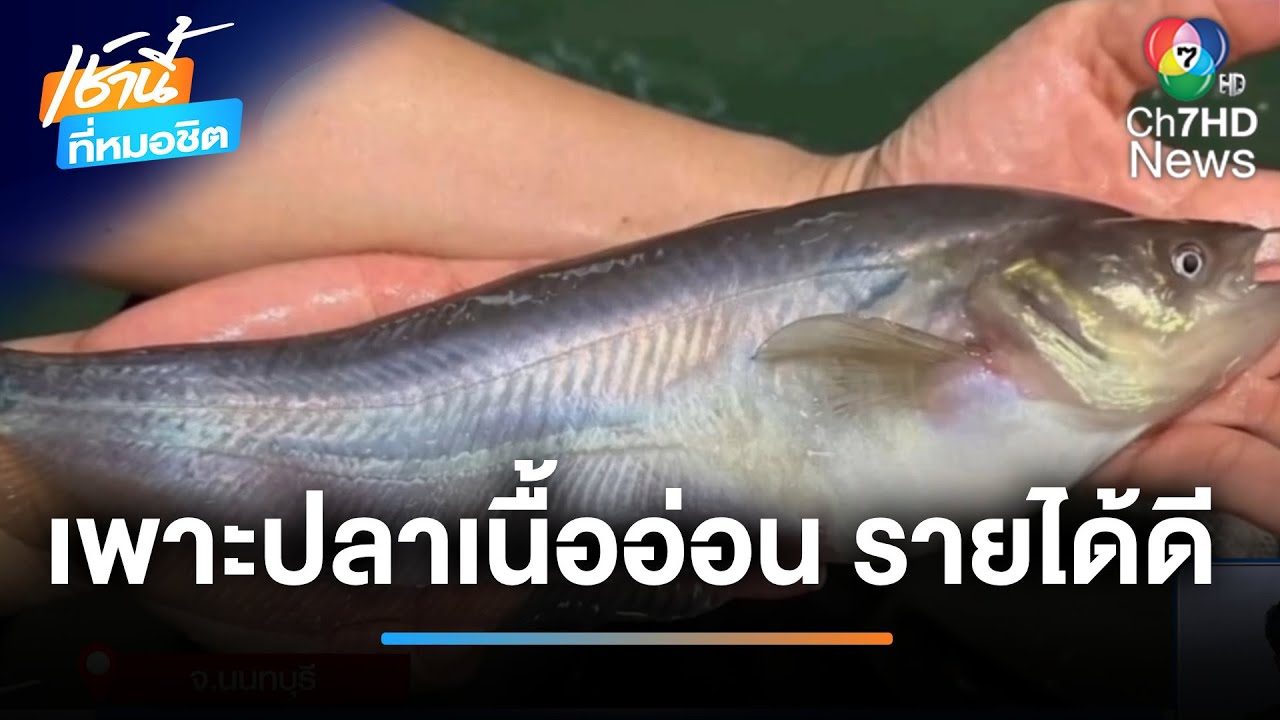 หนุ่มออฟฟิศผันตัวเพาะปลาเนื้ออ่อนขาย รายได้หลักแสน | เช้านี้ที่หมอชิต