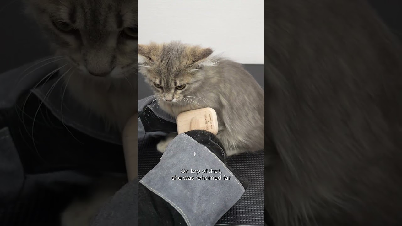 A very spicy little kitten