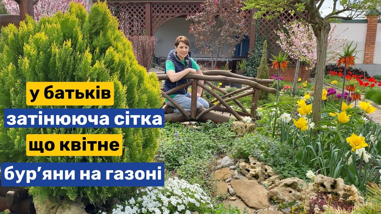 Заливає, а садок квітне! У батьків на ділянці. Затінююча сітка. Газон в бур'янах.