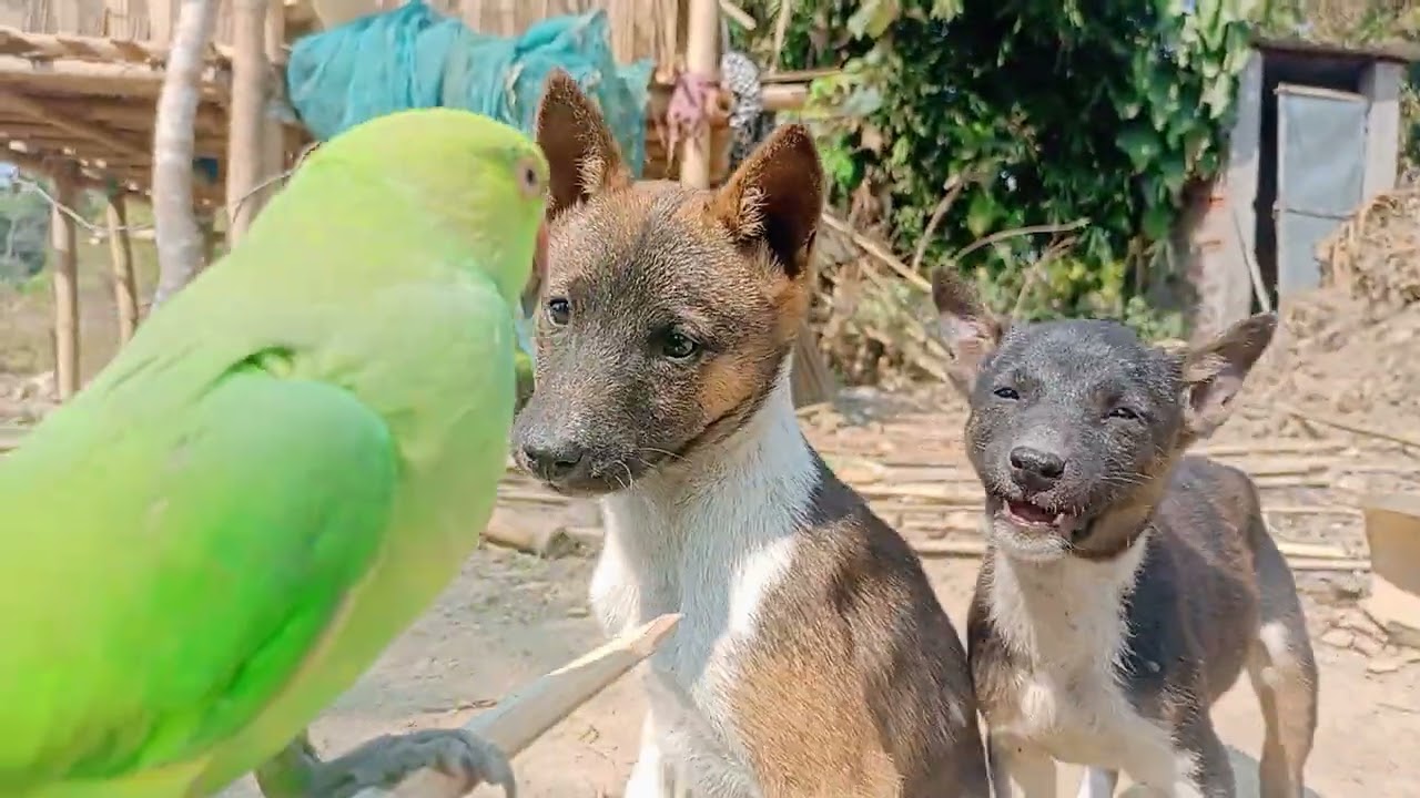 parrot mitthu Main tota Mitu ll taking cute parrot wowll beautiful ❤️ ll parrot mitu video Lookingll
