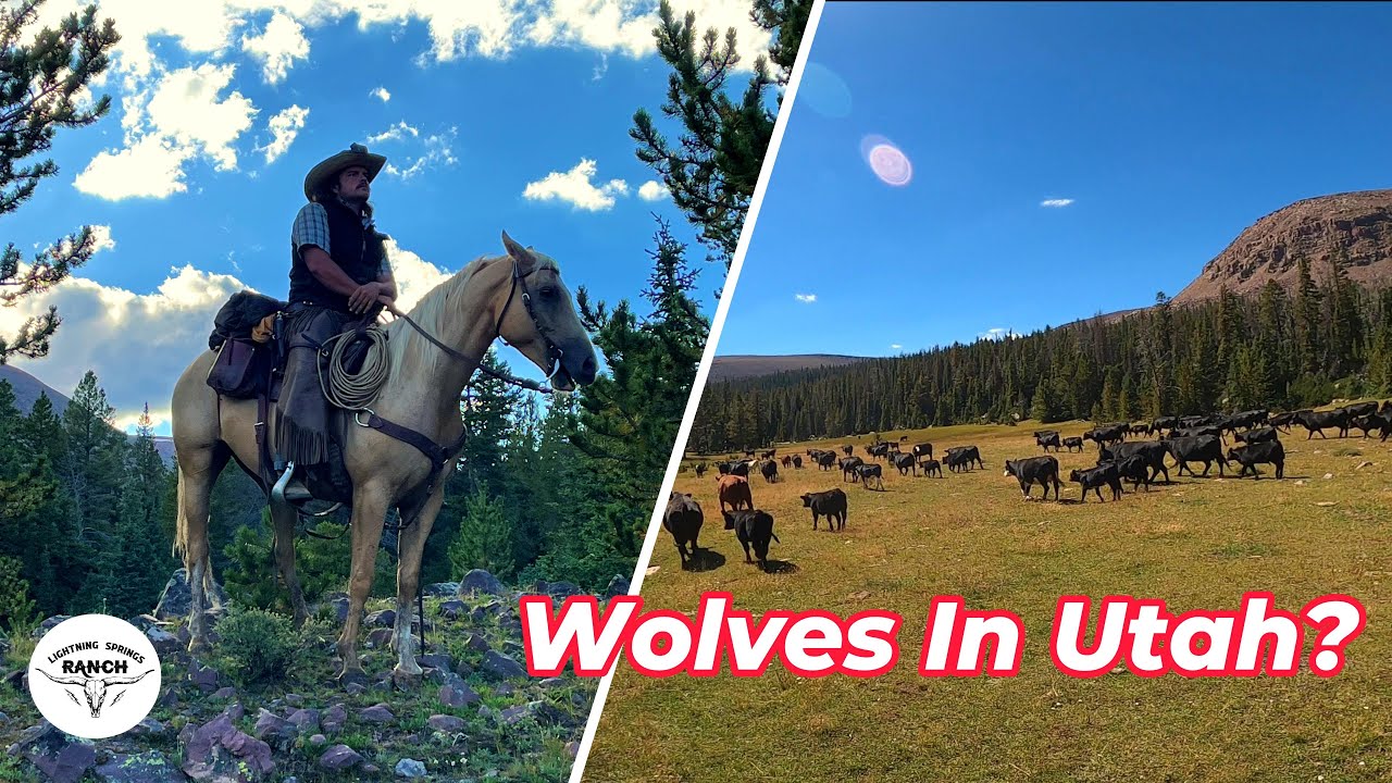 2 Cowboys Vs 200 Cows (Day 2)