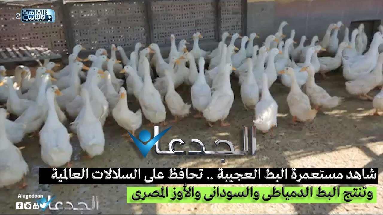 شاهد مستعمرة البط العجيبة .. تحافظ على السلالات العالمية وتنتج البط الدمياطى والسودانى والأوز المصرى