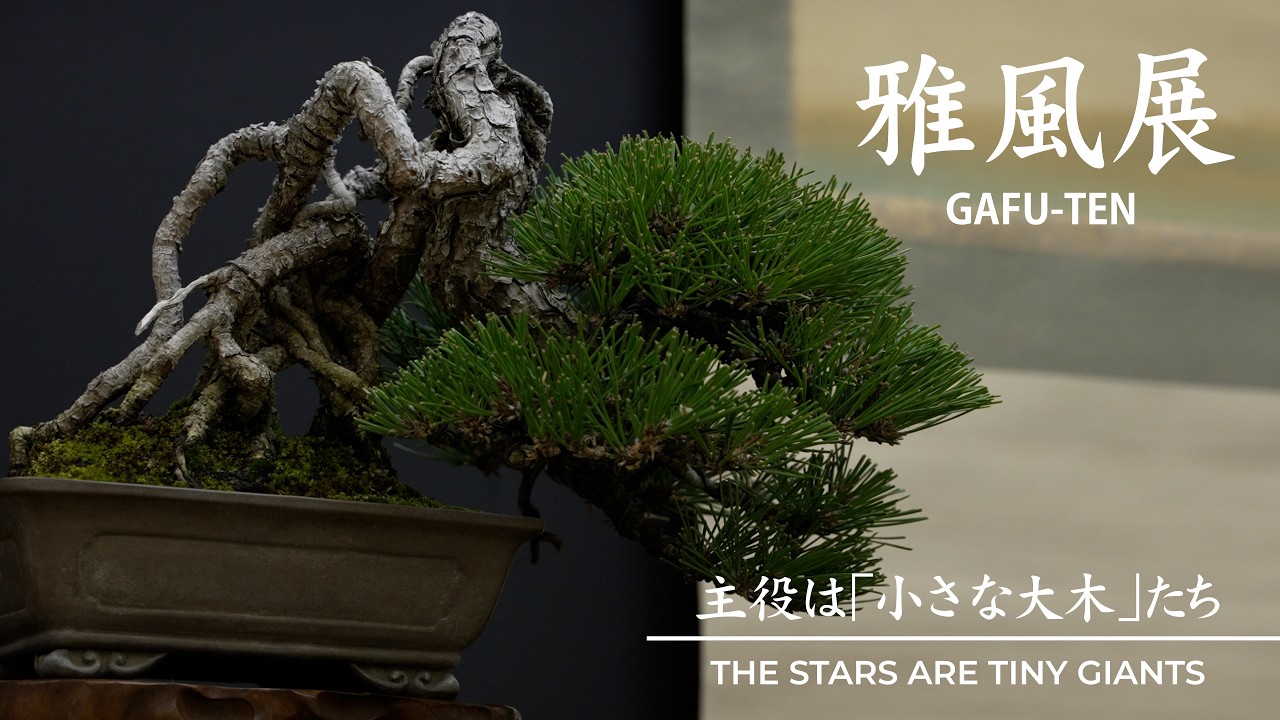 The stars are small large trees: Gafu Exhibition | 主役は小さな大木たち 雅風展