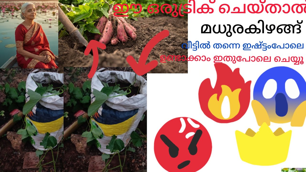 ഈ ഒരു ട്രിക്ക് യൂസ് ചെയ്താൽ ഇഷ്ടംപോലെ മധുരക്കിഴങ്ങ് വീട്ടിൽ ഉണ്ടാക്കി എടുക്കാം ഇതു പോലെ ചെയ്യൂ 