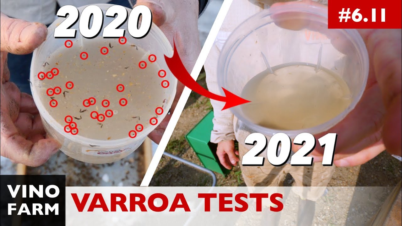 Crazy Varroa Numbers (Mite Test Results You Want!)